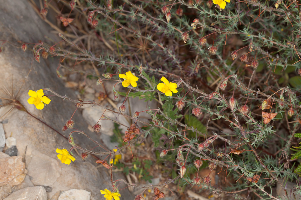 Fumana laevipes