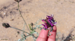 Astragalus magdalenae