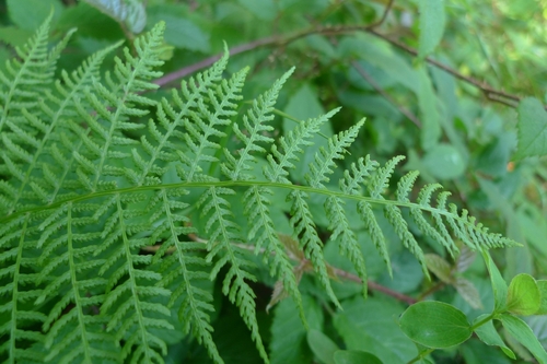 Bujadika (Athyrium)