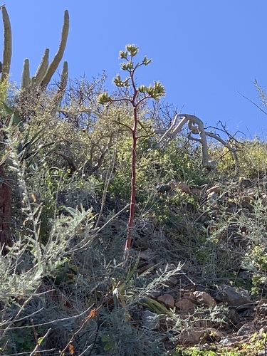 Agave aurea (Agave aurea)