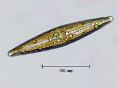 Frustulia rhomboides