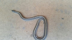 Tropidoclonion lineatum