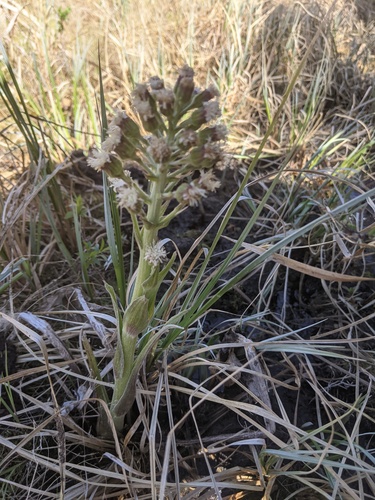 Arctic Butterbur