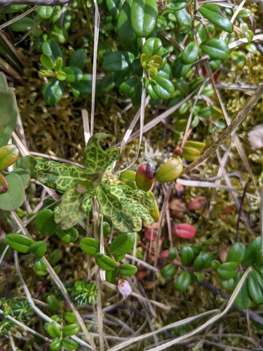 Northern Comandra