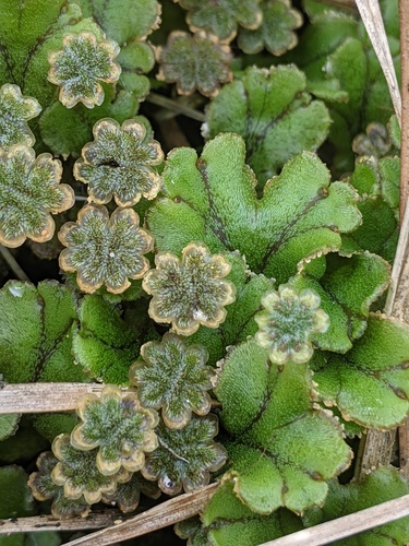 Common Liverwort