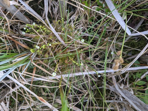 round-leaved sundew