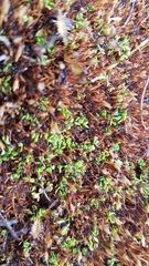 Stackhousia minima