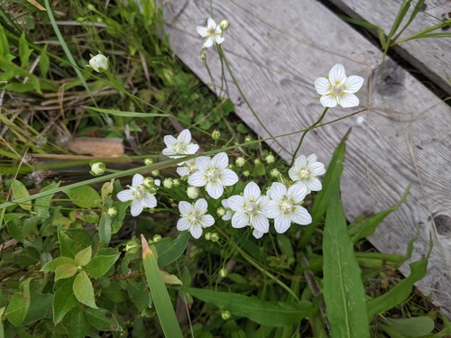 marsh grass-of-Parnassus