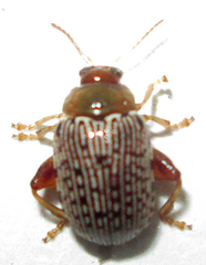 Calotheca