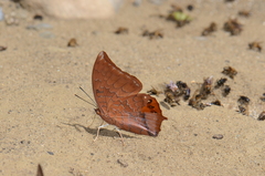 Charaxes harmodius
