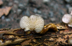 Hohenbuehelia grisea