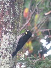 Melanerpes formicivorus