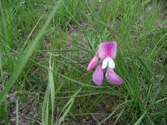Lathyrus polymorphus