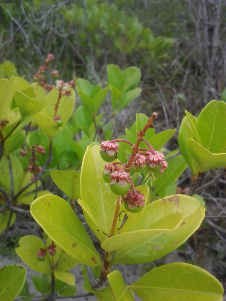 Byrsonima gardneriana