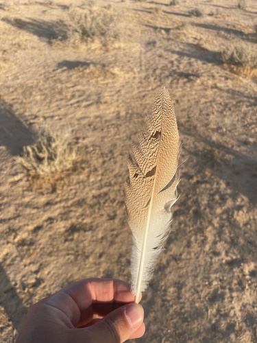 Asian Houbara (Chlamydotis macqueenii), photo 2