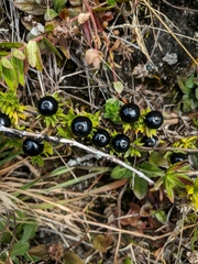 Coprosma ernodeoides