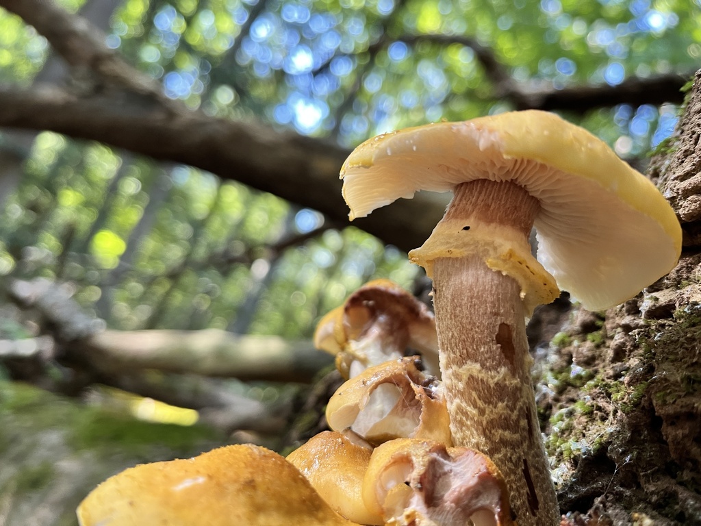 Honey mushrooms fanning out from a mossy log
