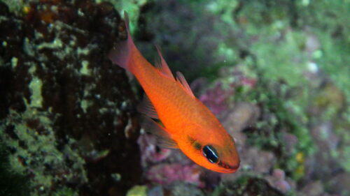 Cardinal fish balığı