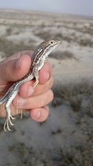 Meroles ctenodactylus