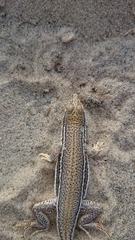 Meroles ctenodactylus
