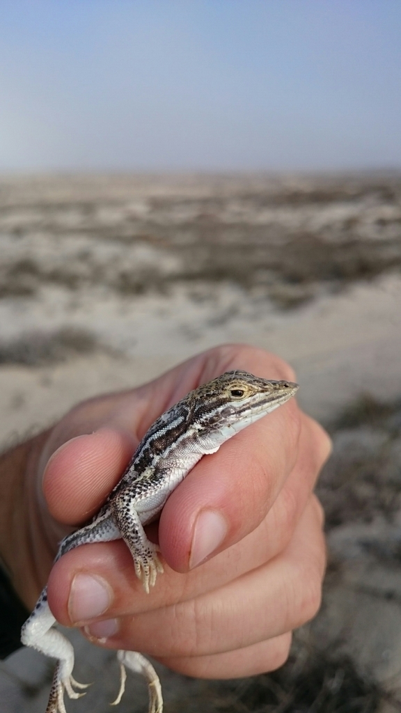 Giant Desert Lizard