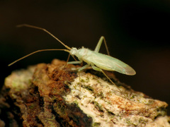 Blepharidopterus provancheri