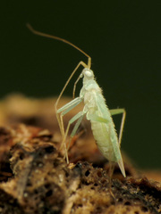 Blepharidopterus provancheri