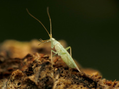 Blepharidopterus provancheri