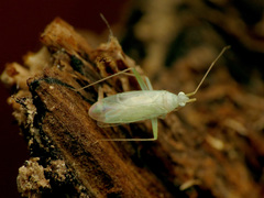 Blepharidopterus provancheri