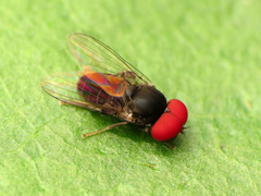 Lindneromyia flavicornis