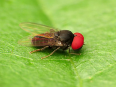 Lindneromyia flavicornis