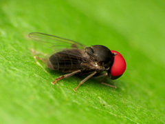 Lindneromyia flavicornis