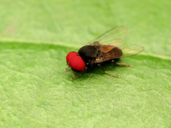 Lindneromyia flavicornis