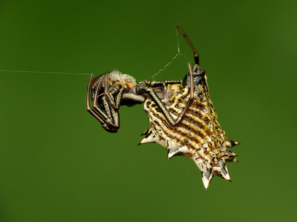 spined micrathena