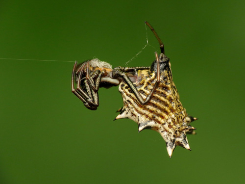 spined micrathena