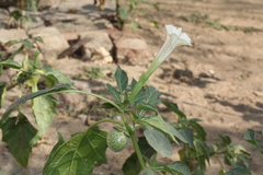 Datura metel