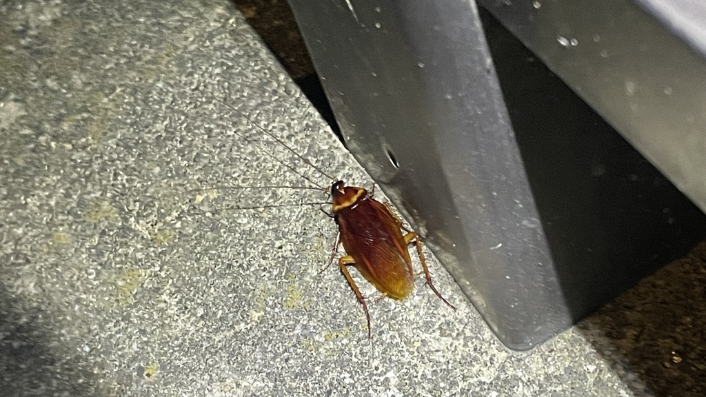 American Cockroach In September 2023 By Eggseries INaturalist   Large 