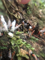 Xylaria globosa