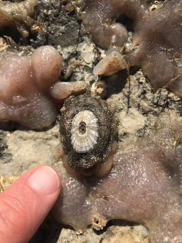 Fissurellidea bimaculata