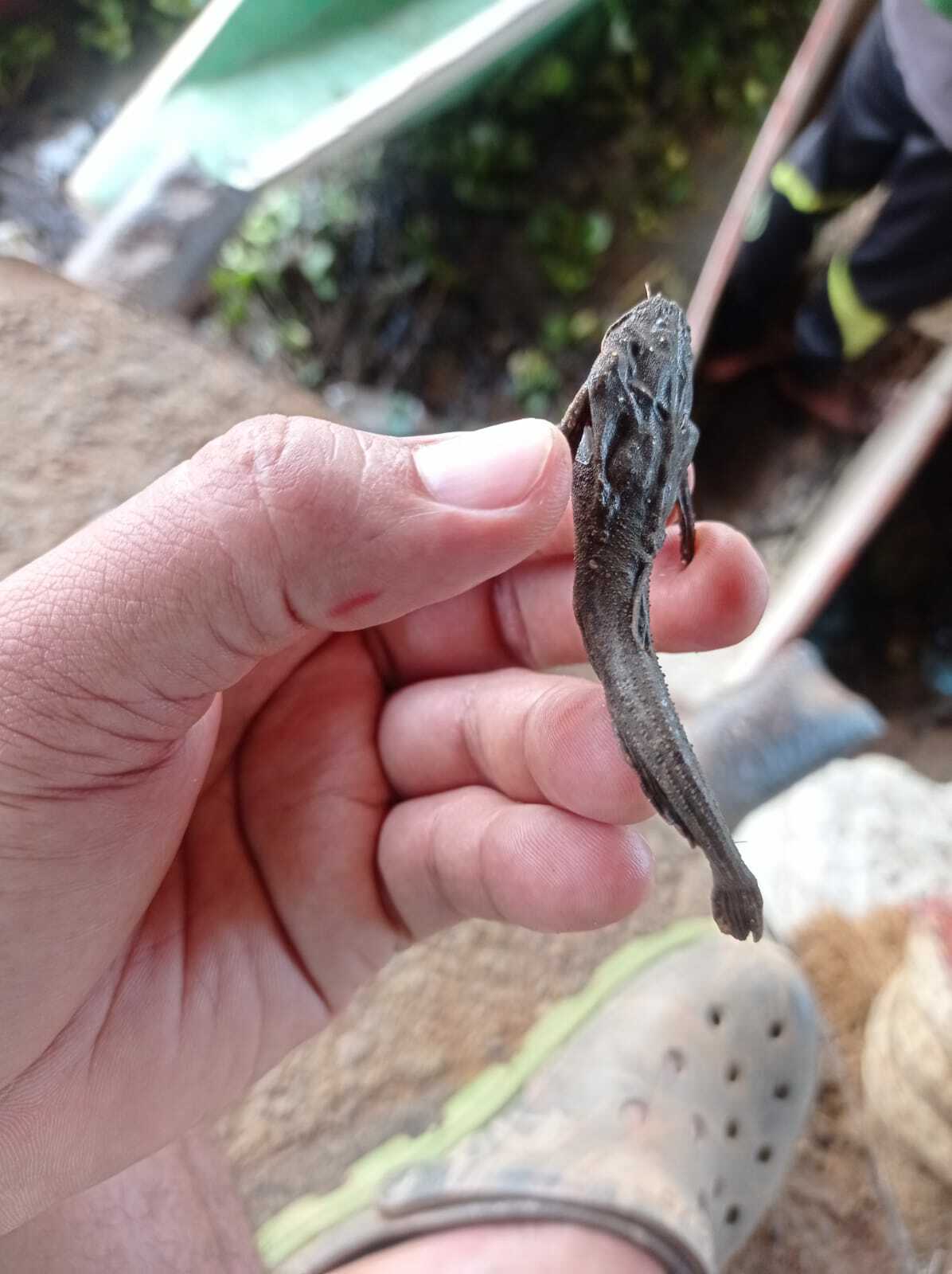 Colombian Banjo photo 2