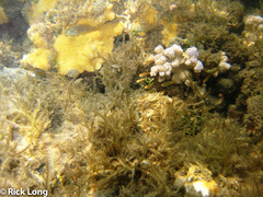 Acanthophora spicifera