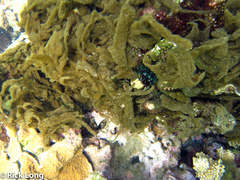 Nemacystus decipiens