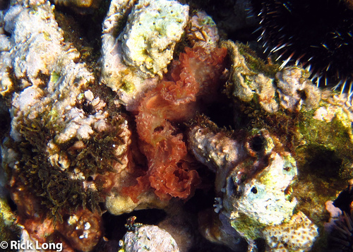 Predaea laciniosa observed 2014-08-15