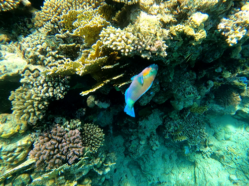 Indian Bullethead Parrotfish — seen at this dive site