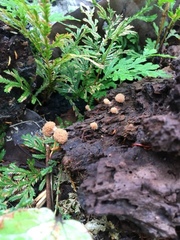 Tubifera microsperma