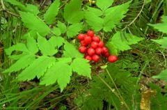 Actaea erythrocarpa