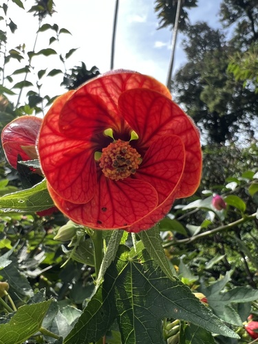 Callianthe picta image