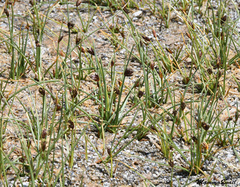 Amphiscirpus nevadensis