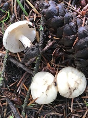 Inocybe geophylla