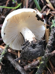 Inocybe geophylla